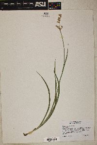 Juncus xiphioides image