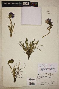 Polemonium viscosum image