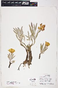 Oenothera macrocarpa subsp. fremontii image