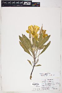 Oenothera macrocarpa image