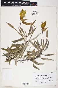 Oenothera macrocarpa image