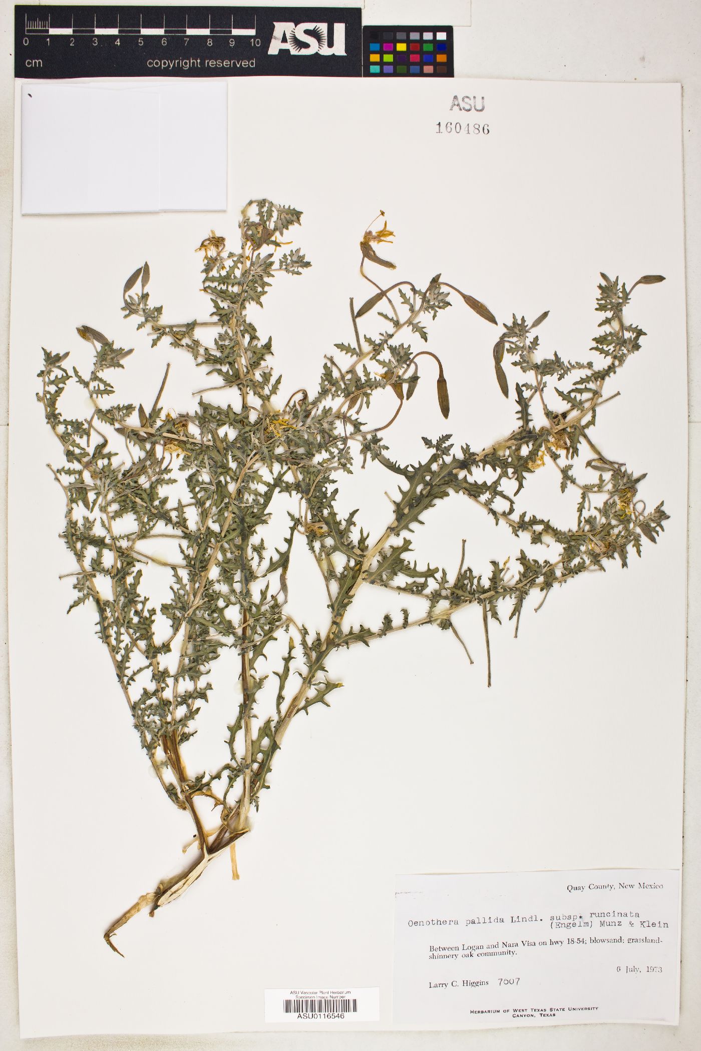 Oenothera pallida subsp. runcinata image