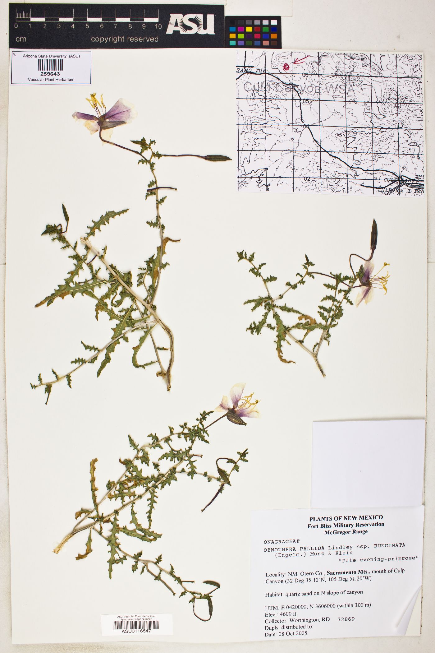 Oenothera pallida subsp. runcinata image