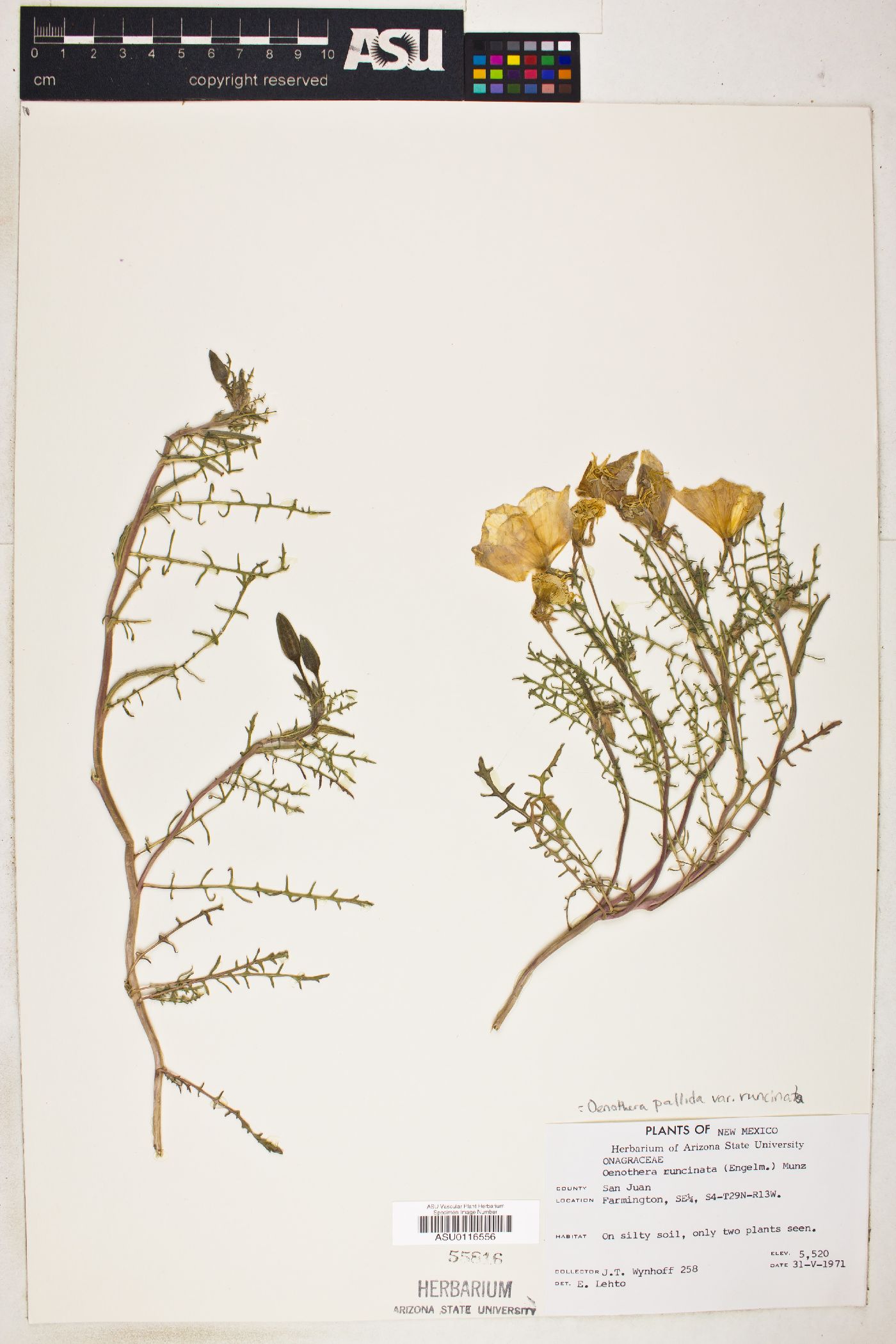 Oenothera pallida subsp. runcinata image