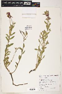 Oenothera pallida var. latifolia image