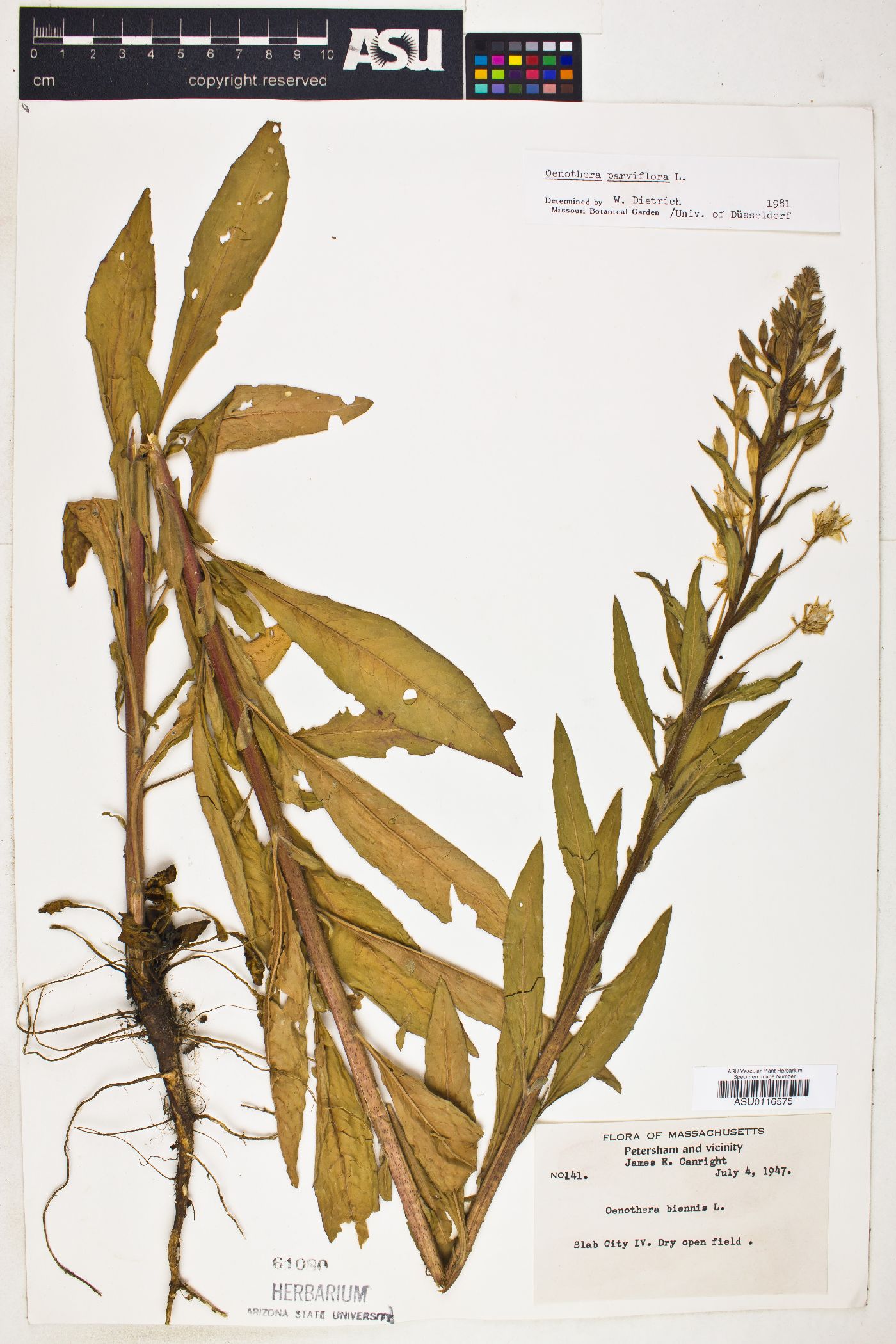 Oenothera parviflora image