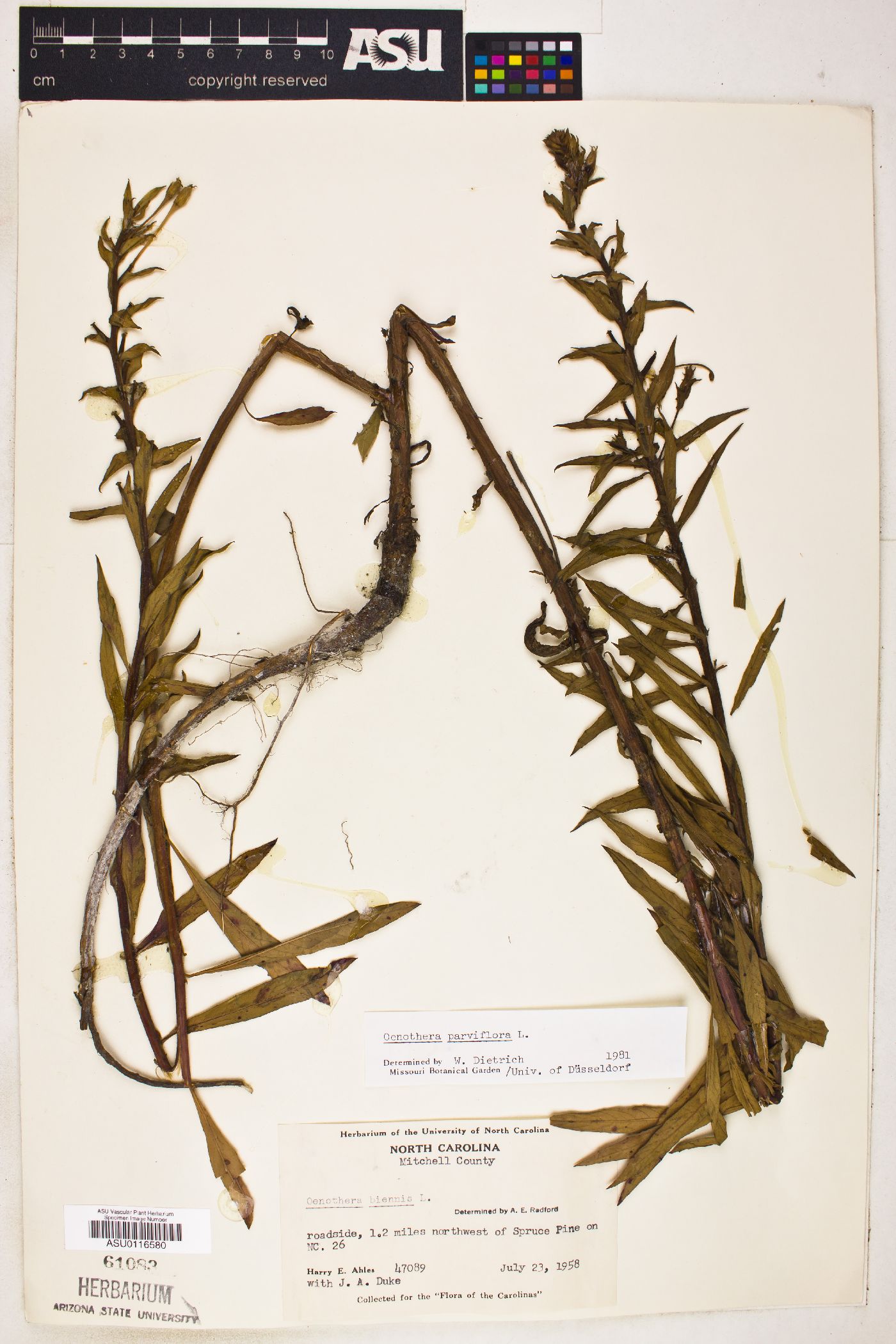 Oenothera parviflora image