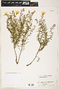 Oenothera serrulata image