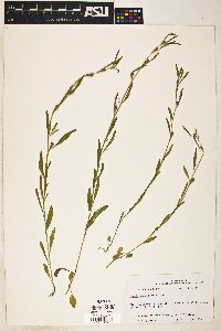 Oenothera spachiana image