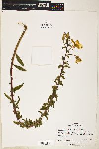 Image of Oenothera stricta