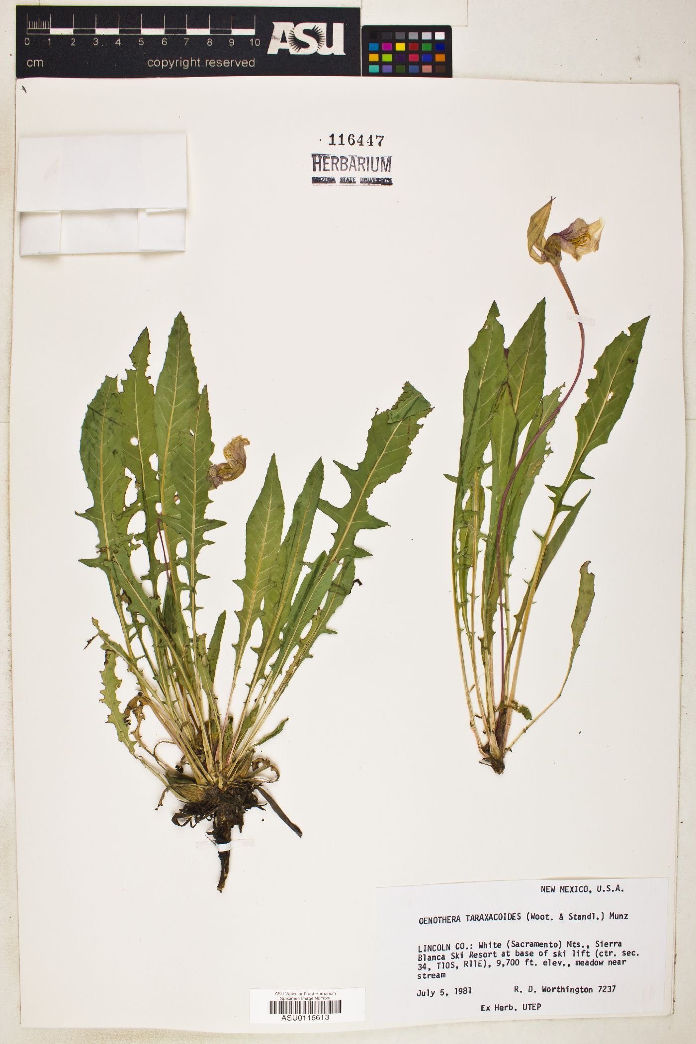 Oenothera flava subsp. taraxacoides image