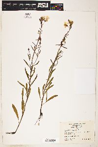 Oenothera tetragona image