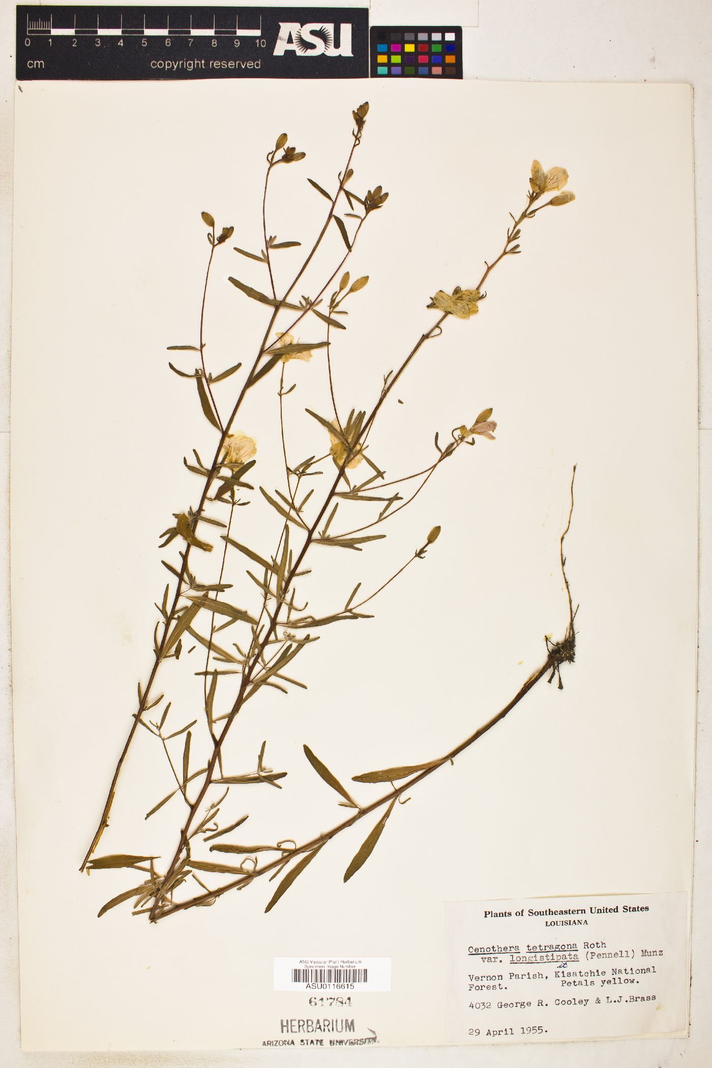 Oenothera tetragona var. longistipata image