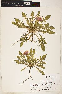 Oenothera triloba image