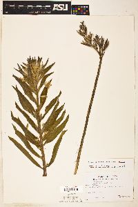 Oenothera villosa image