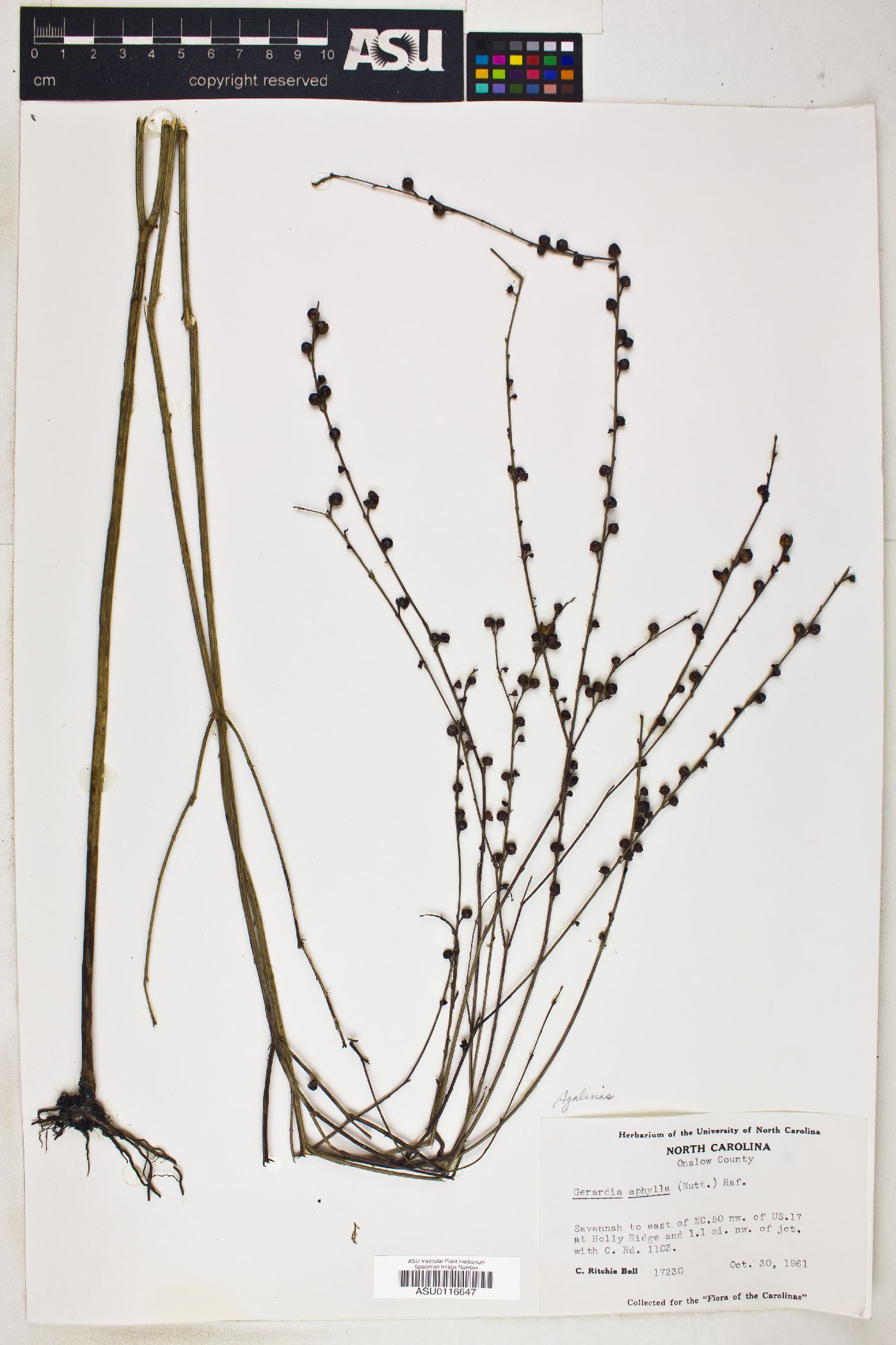 Gerardia aphylla image