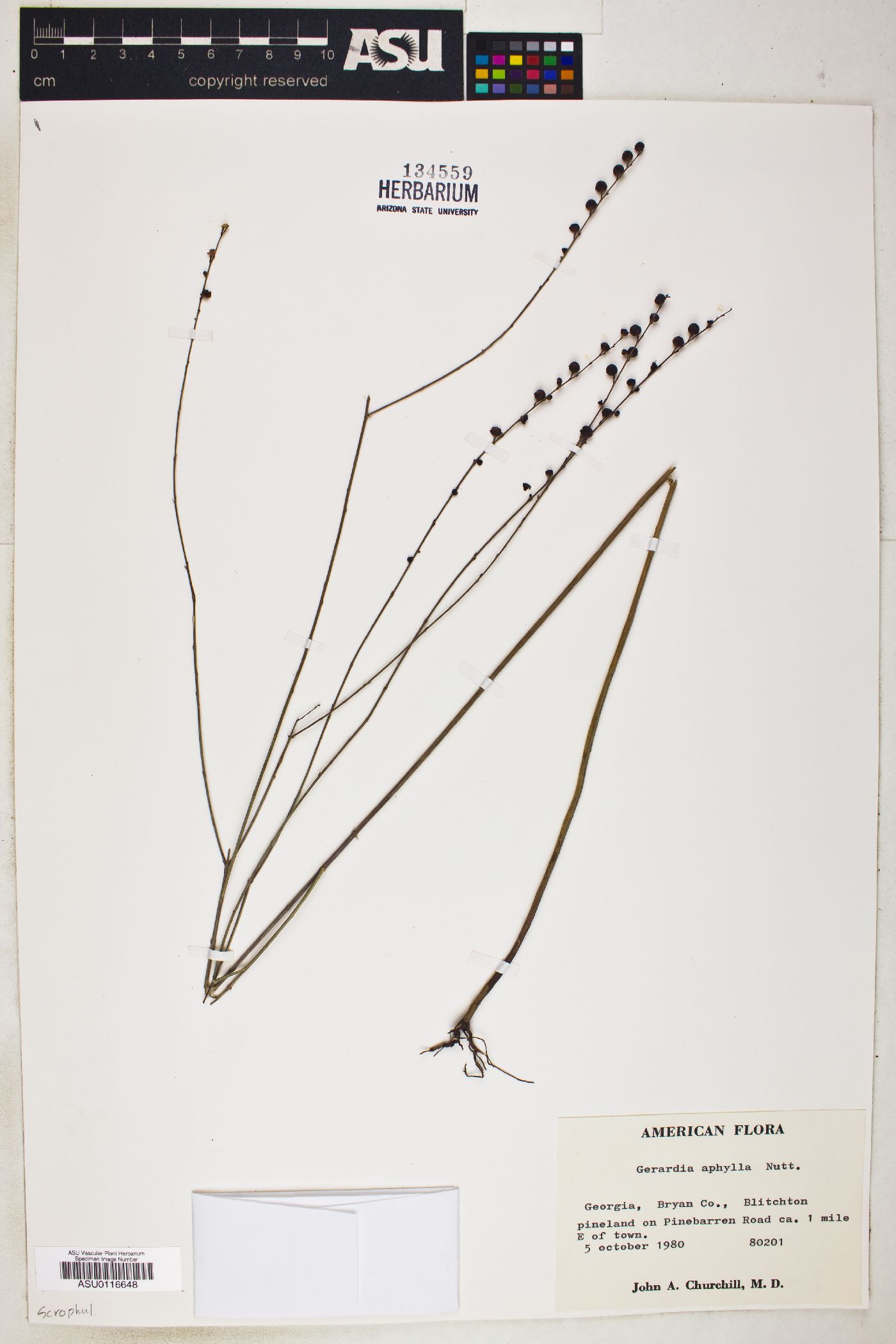 Gerardia aphylla image