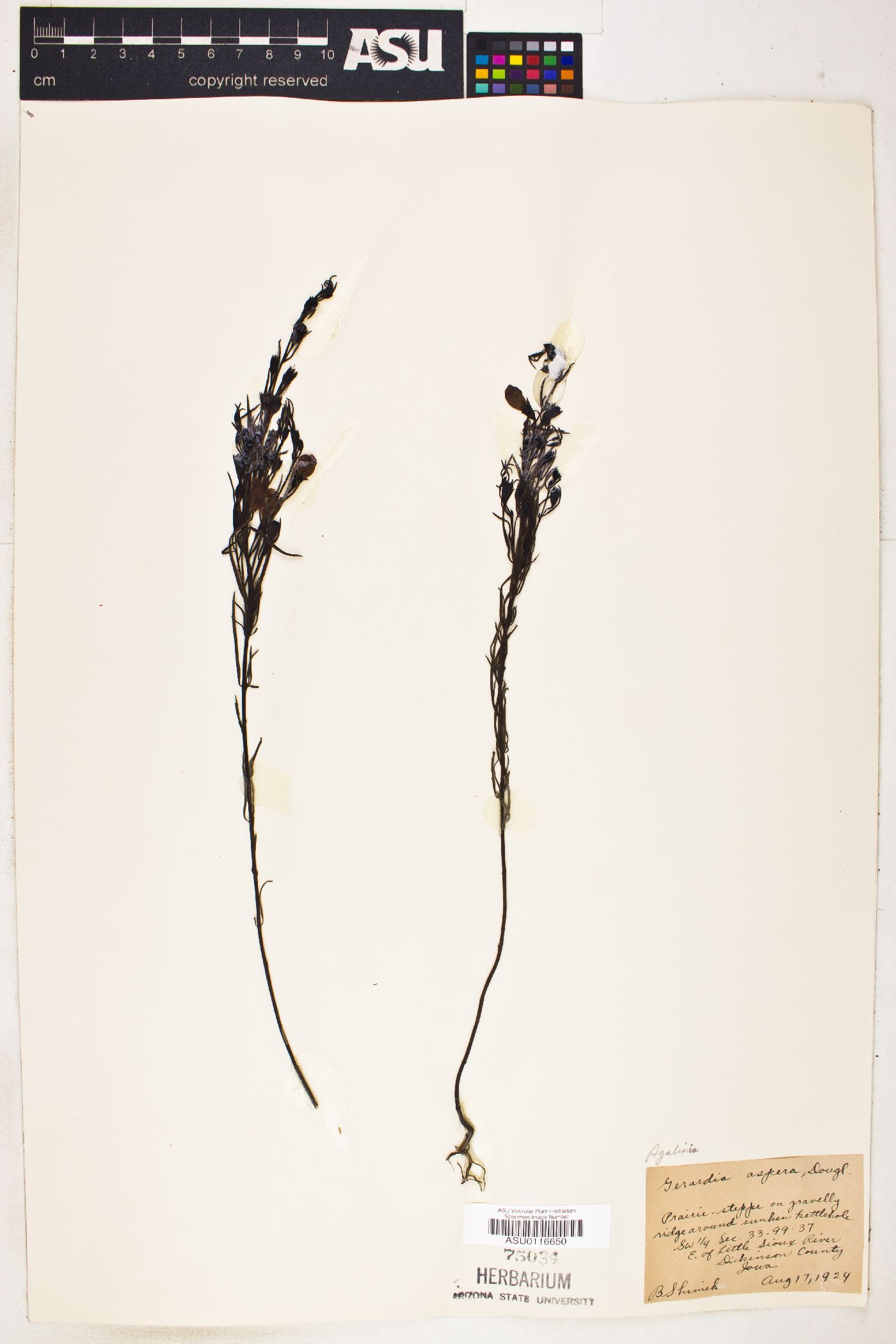 Gerardia aspera image