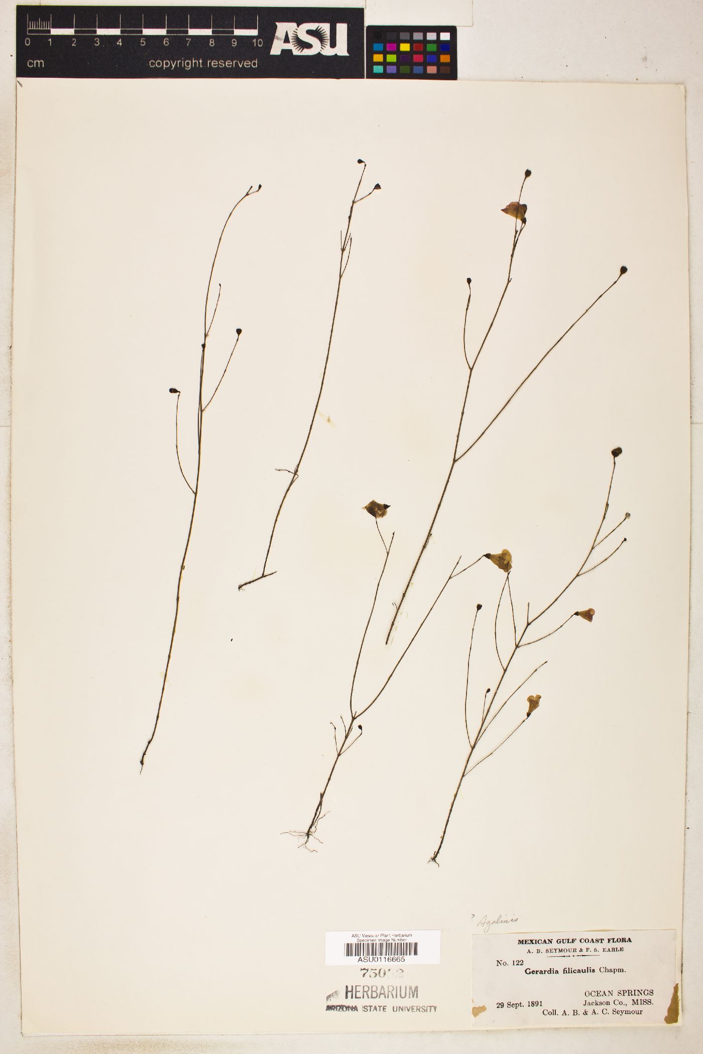 Gerardia filicaulis image