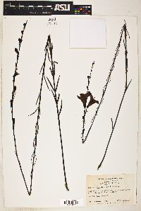 Agalinis linifolia image