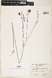 Image of Agalinis oligophylla