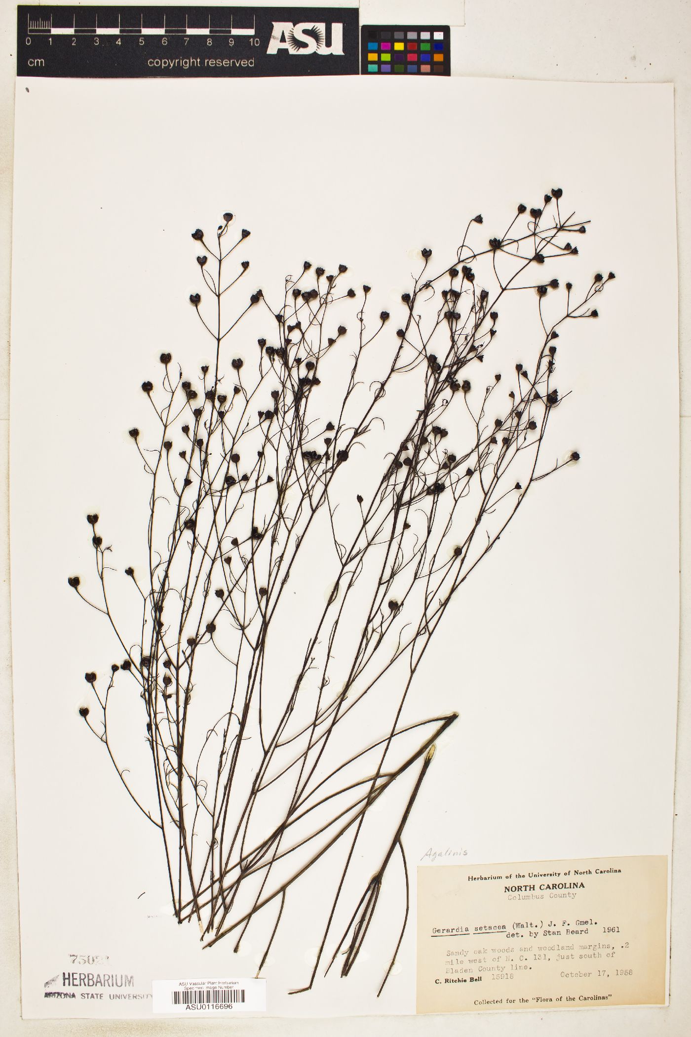 Gerardia setacea image
