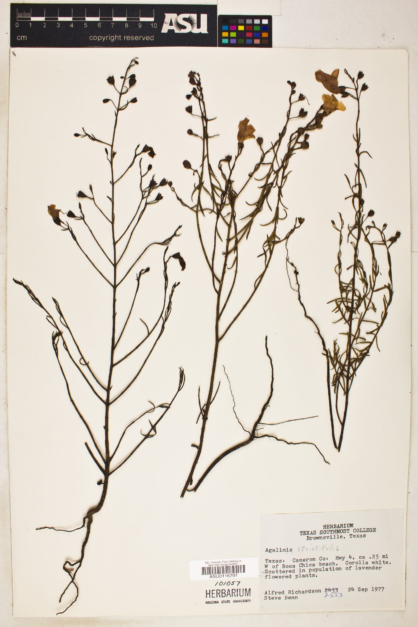 Agalinis strictifolia image