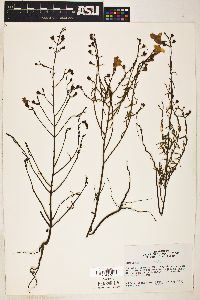 Image of Agalinis strictifolia