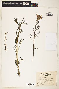 Castilleja affinis image