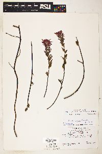 Castilleja affinis image