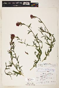 Castilleja affinis var. contentiosa image