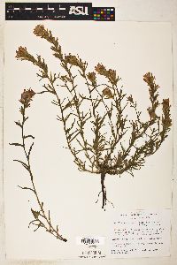 Castilleja applegatei image