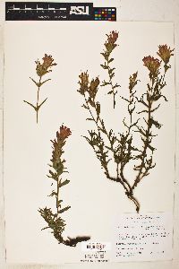 Castilleja applegatei image