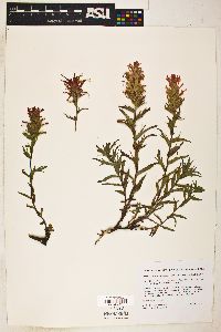 Castilleja applegatei image