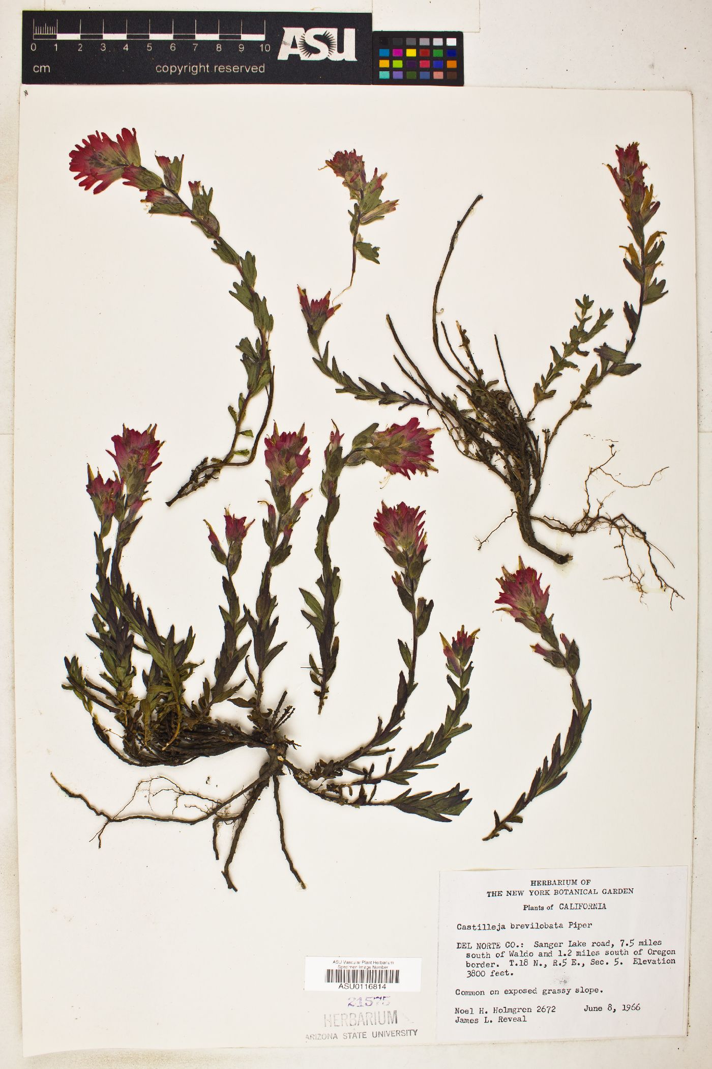 Castilleja brevilobata image
