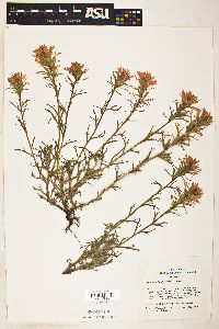 Castilleja chromosa image