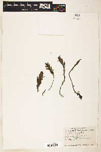 Image of Castilleja chrysantha