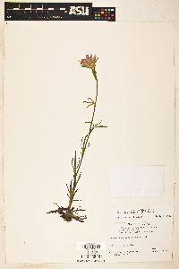 Castilleja coccinea image