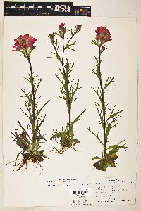 Castilleja coccinea image