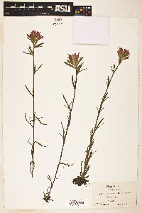 Castilleja coccinea image