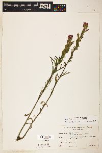 Castilleja coccinea image