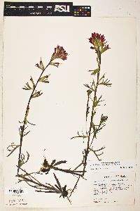 Castilleja coccinea image