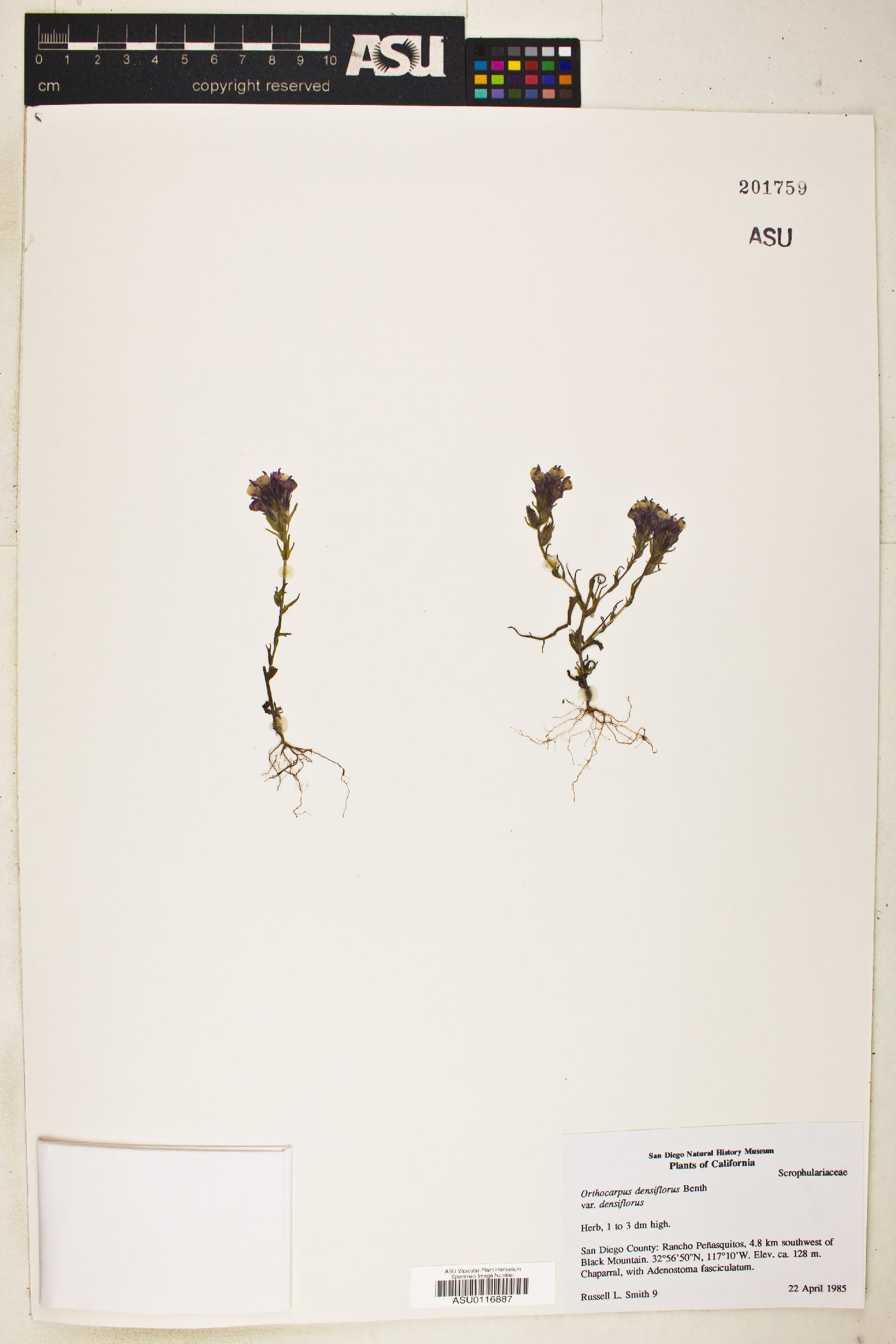 Orthocarpus densiflorus var. densiflorus image