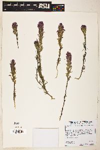 Castilleja exserta subsp. exserta image