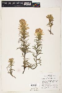 Castilleja flavescens image