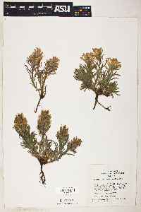 Castilleja flavescens image