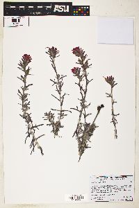 Castilleja foliolosa image