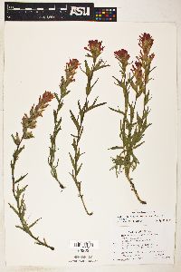 Castilleja hispida var. acuta image