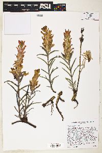 Castilleja integra image