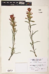 Castilleja integra image